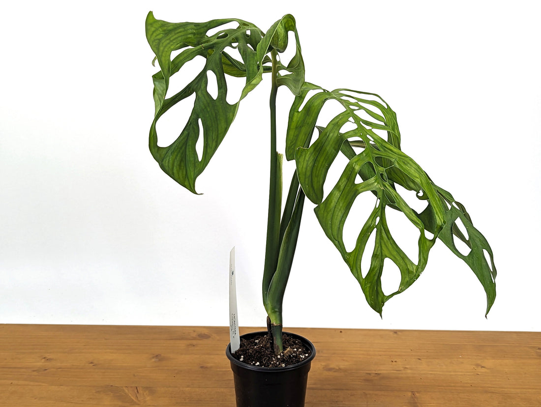 Monstera Esqueleto Over 1 Ft Tall! in 4 Inch Pot Exact Plant