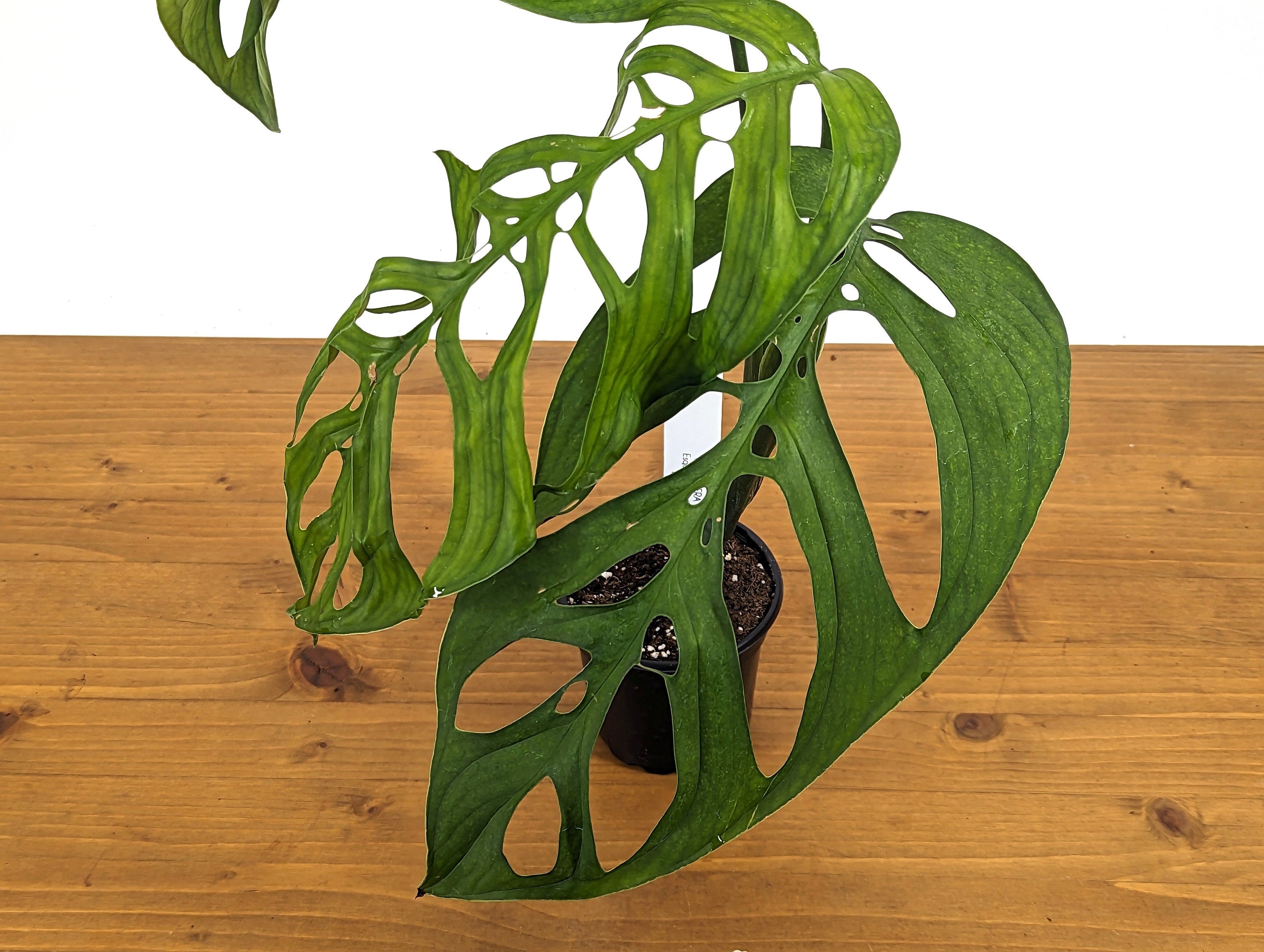 Monstera Esqueleto Over 1 Ft Tall! in 4 Inch Pot Exact Plant