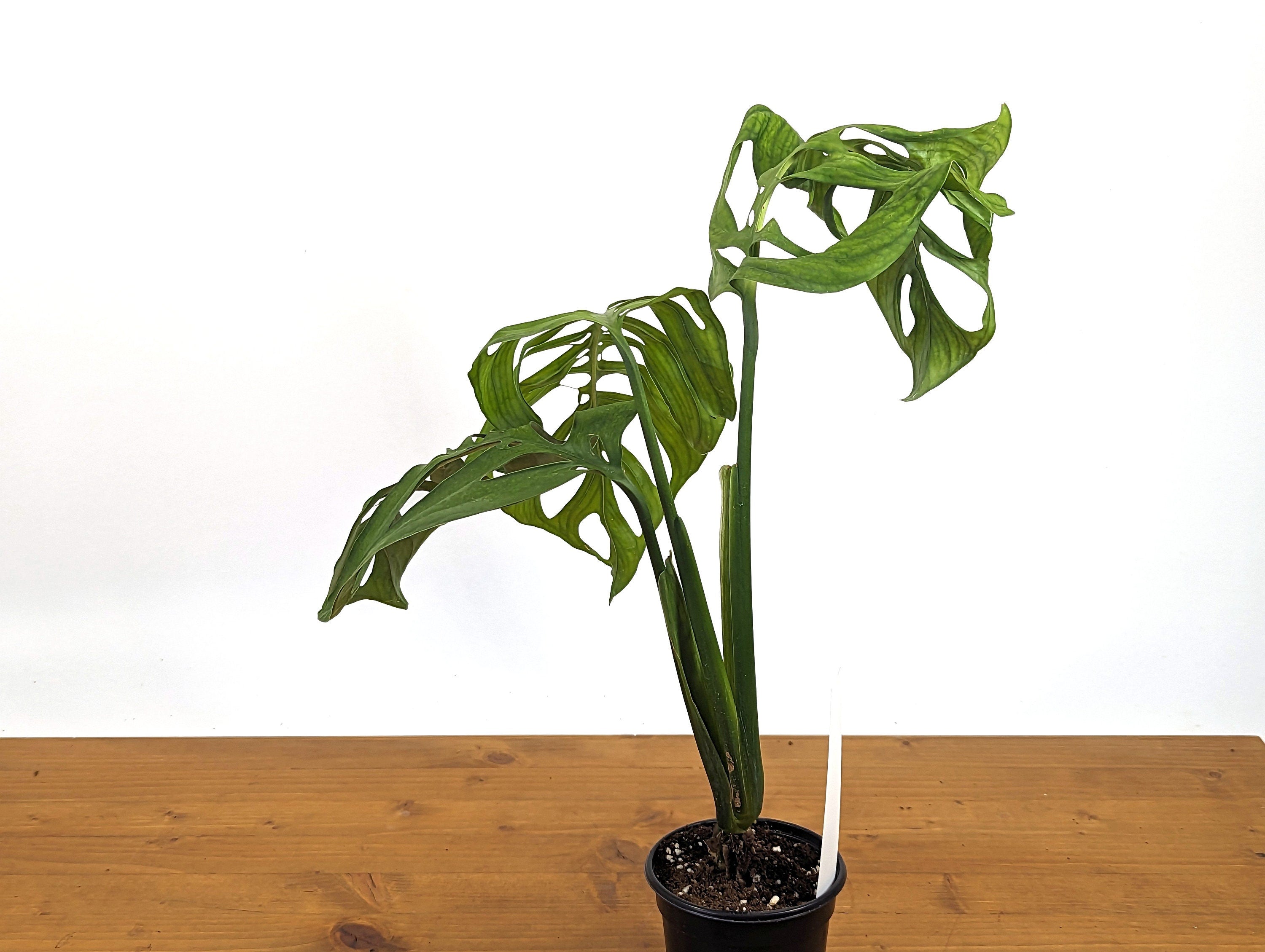 Monstera Esqueleto Over 1 Ft Tall! in 4 Inch Pot Exact Plant