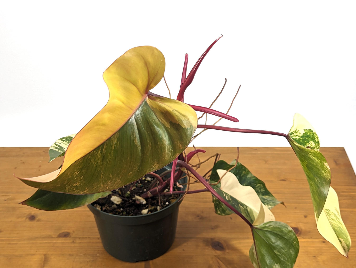 Philodendron Strawberry Shake 8 inch Po - Exact Plant Pictured - Variegated Live Houseplant Beautiful