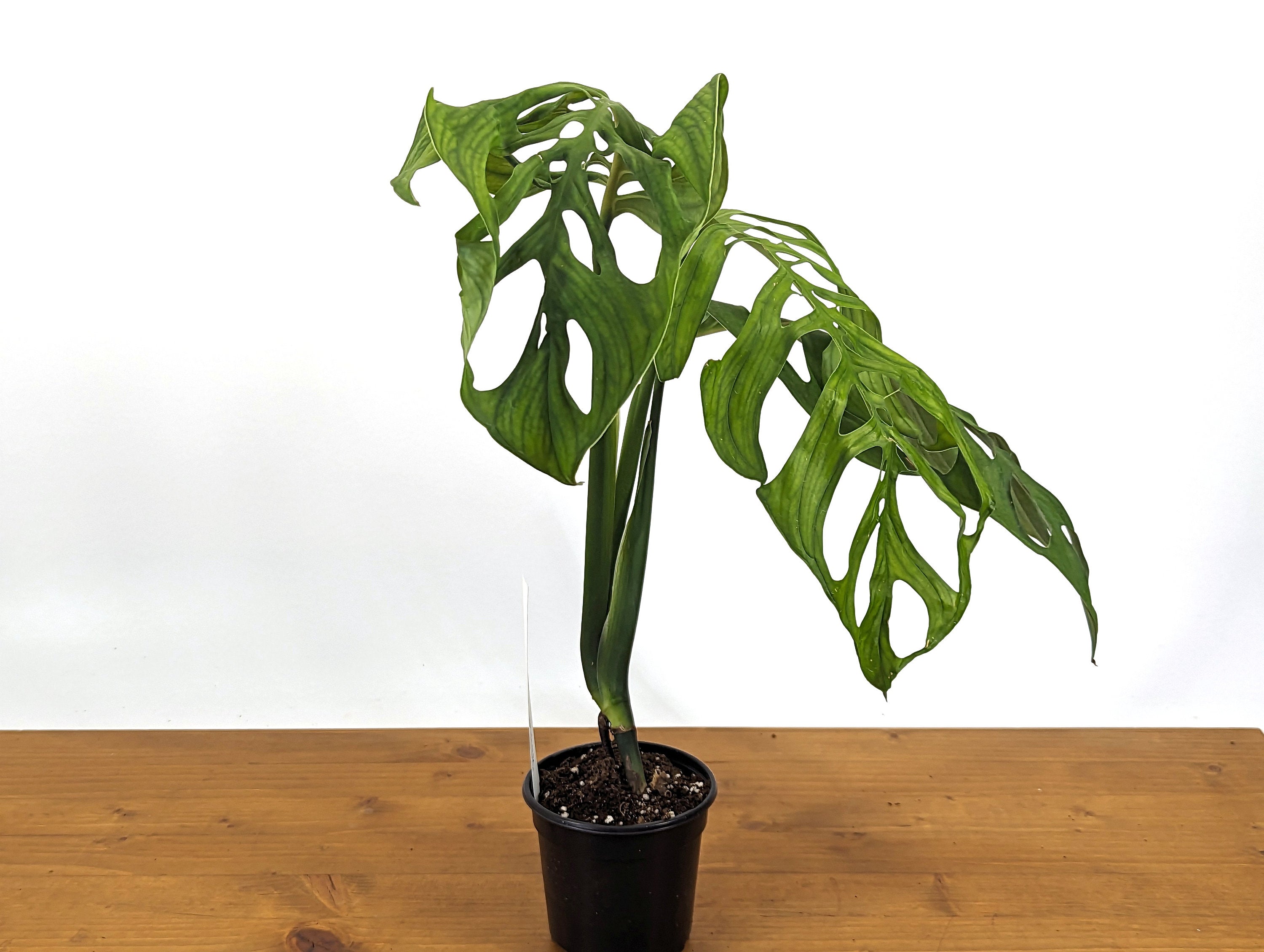 Monstera Esqueleto Over 1 Ft Tall! in 4 Inch Pot Exact Plant