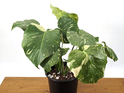 Monstera Thai Constellation - 2 Plants Per Pot - 8 inch pot 2 Gallons