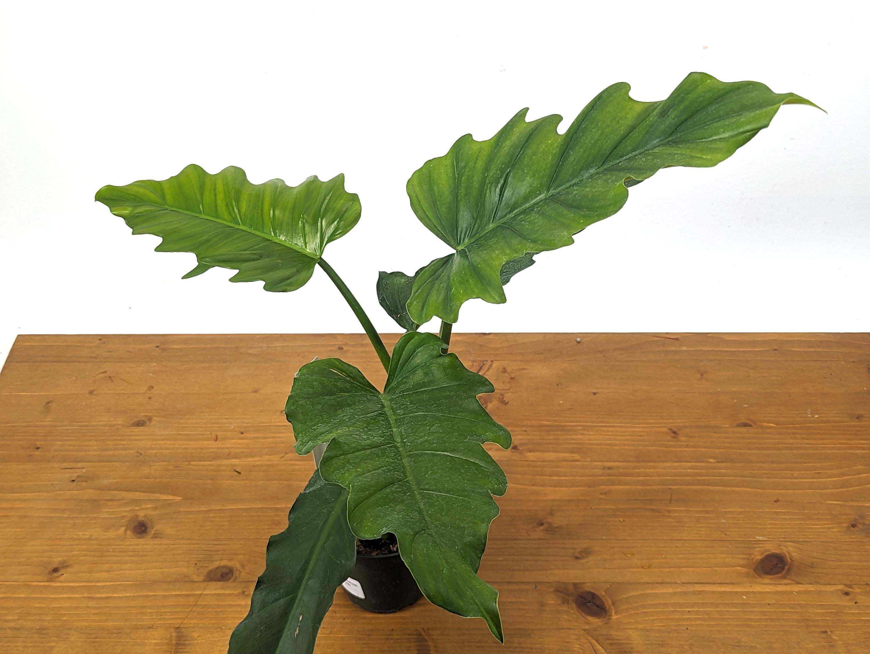 Philodendron Subhastatum x Tortum &