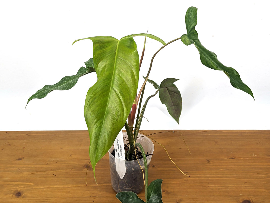 Philodendron Paloraense cf x Jose Buono Hybrid Plant In 4 Inch Pot