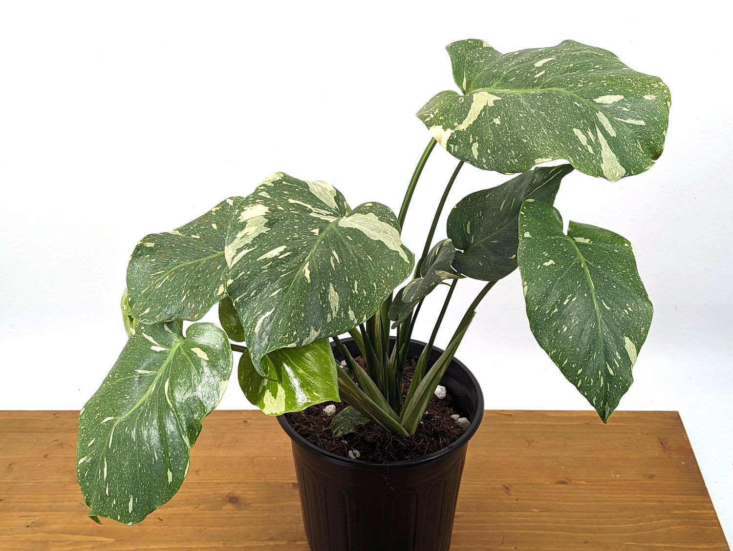 Monstera Thai Constellation - 2 Plants Per Pot - 8 inch pot 2 Gallons