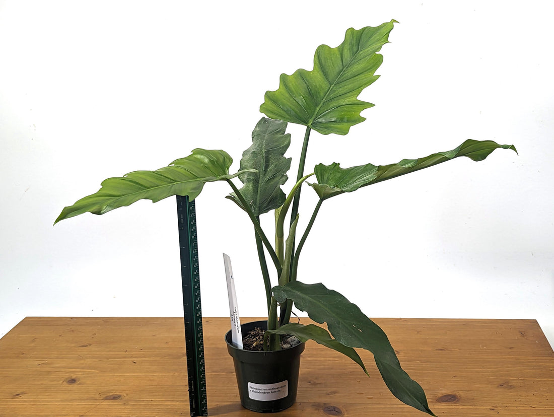 Philodendron Subhastatum x Tortum &