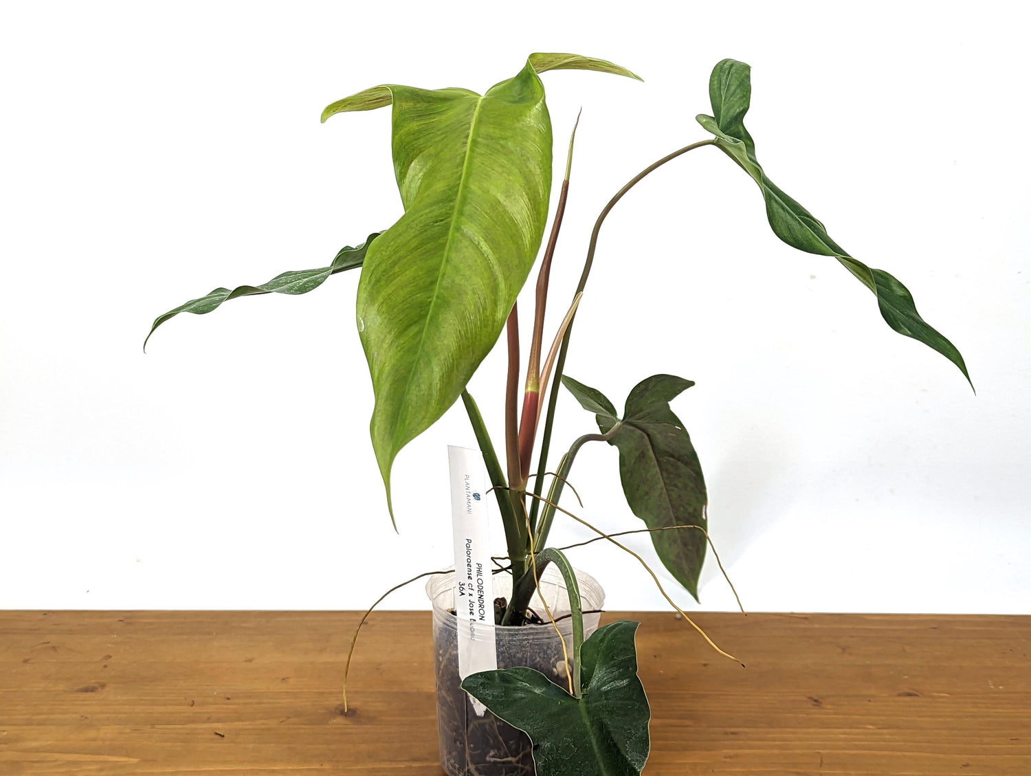 Philodendron Paloraense cf x Jose Buono Hybrid Plant In 4 Inch Pot