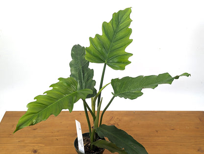 Philodendron Subhastatum x Tortum &