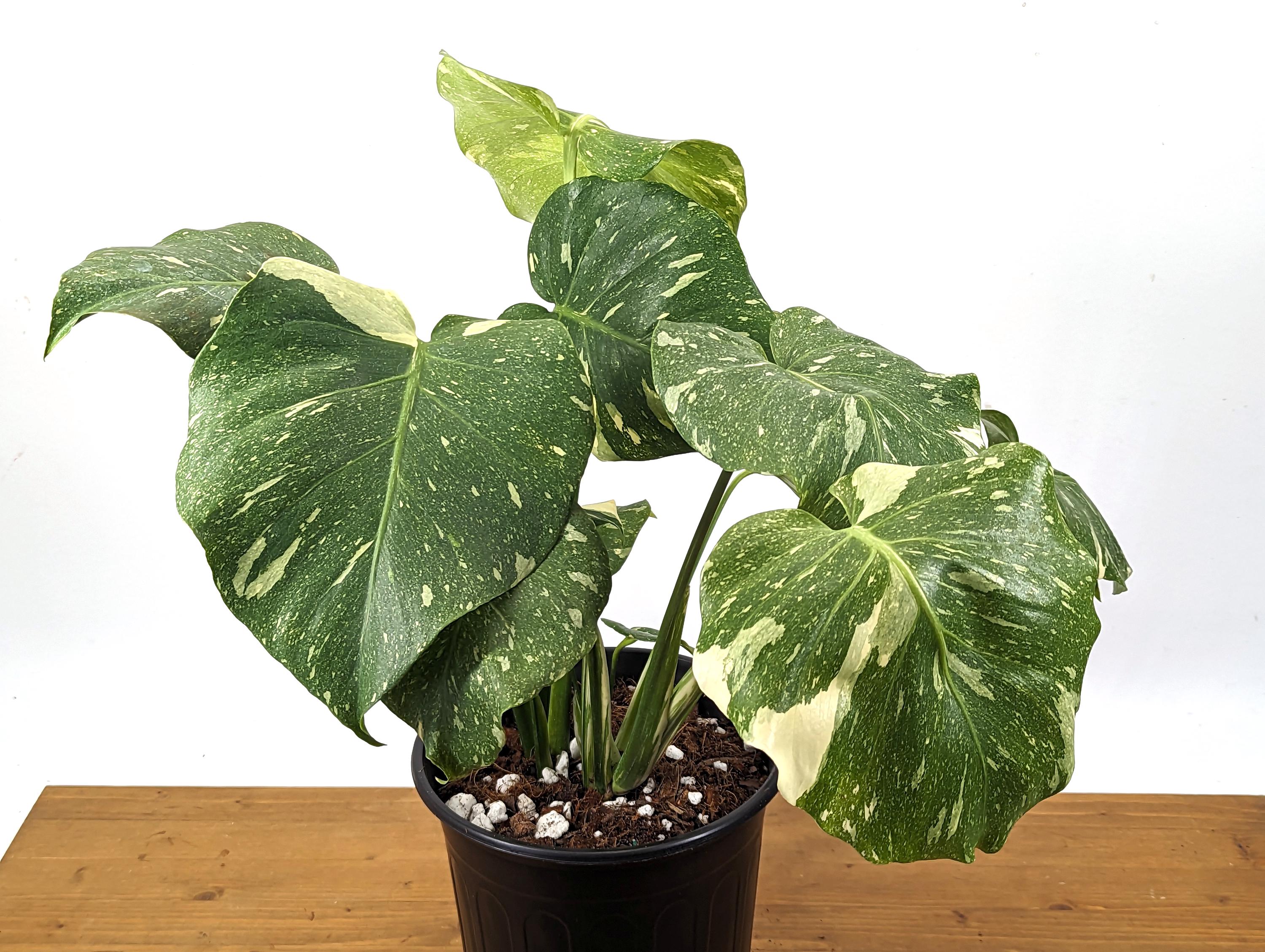 Monstera Thai Constellation - 2 Plants Per Pot - 8 inch pot 2 Gallons