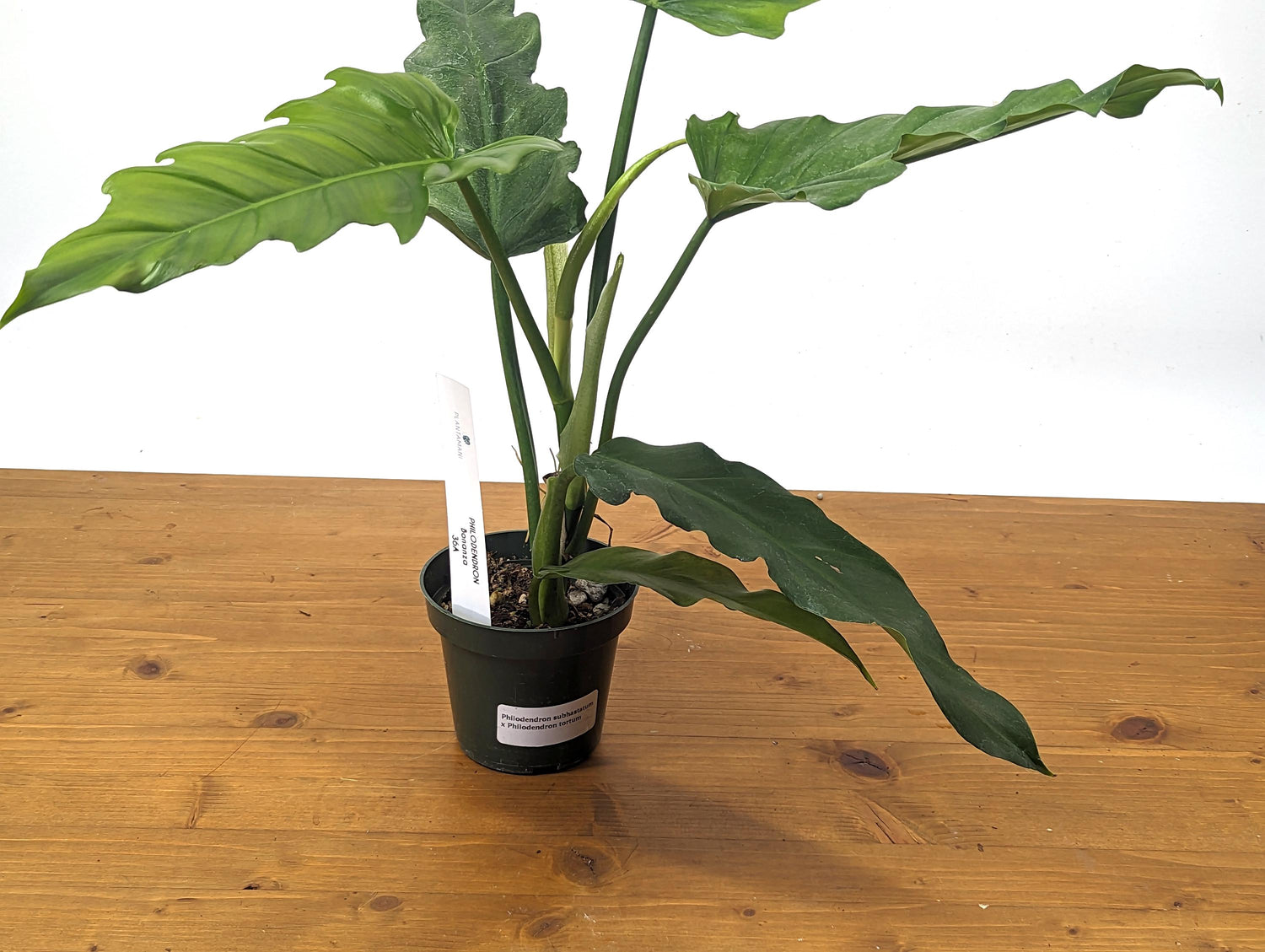 Philodendron Subhastatum x Tortum &