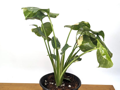 Monstera Thai Constellation - 2 Plants Per Pot - 8 inch pot 2 Gallons