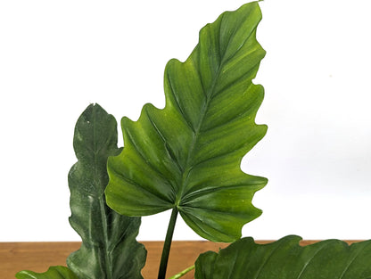 Philodendron Subhastatum x Tortum &