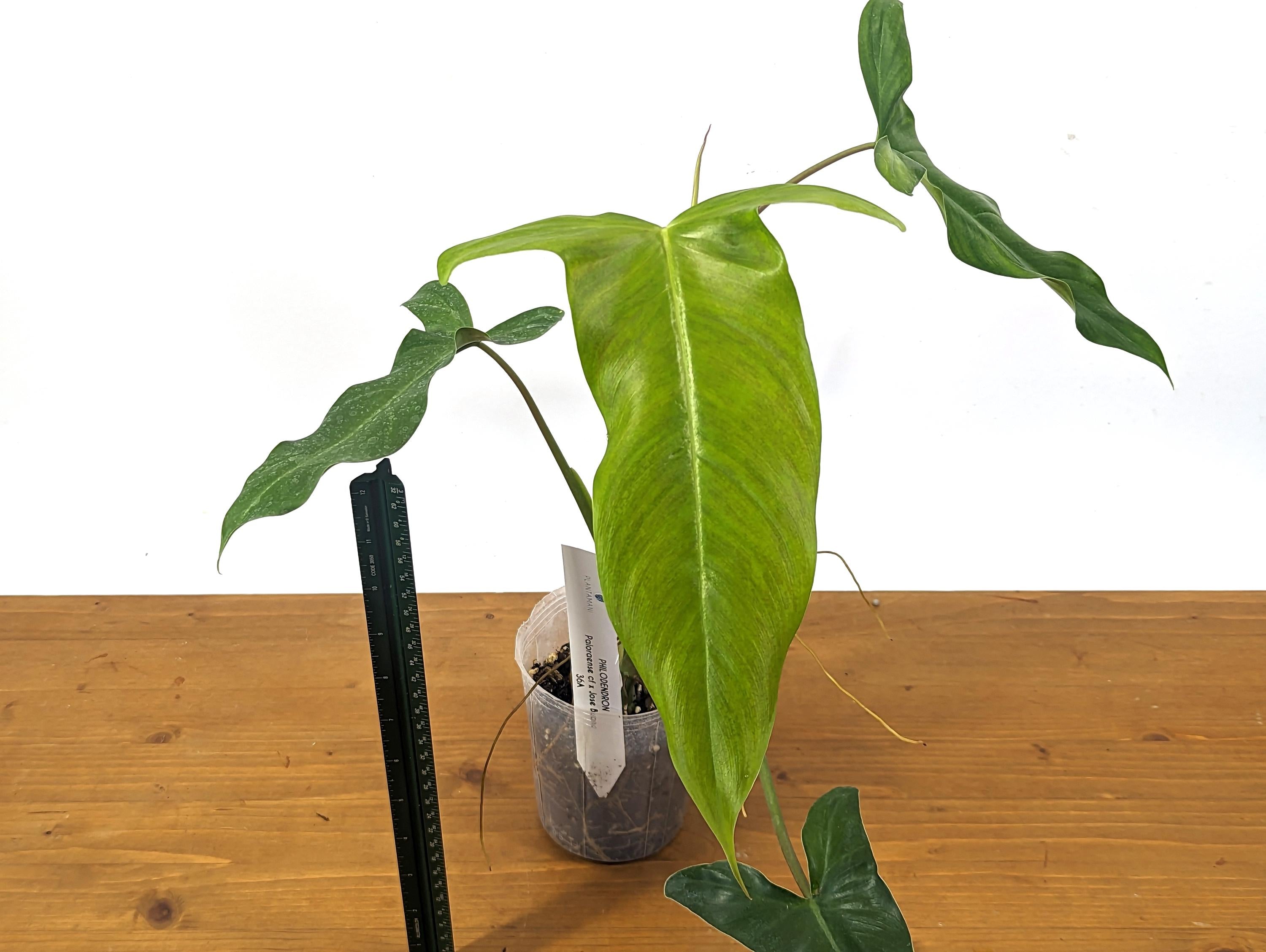 Philodendron Paloraense cf x Jose Buono Hybrid Plant In 4 Inch Pot