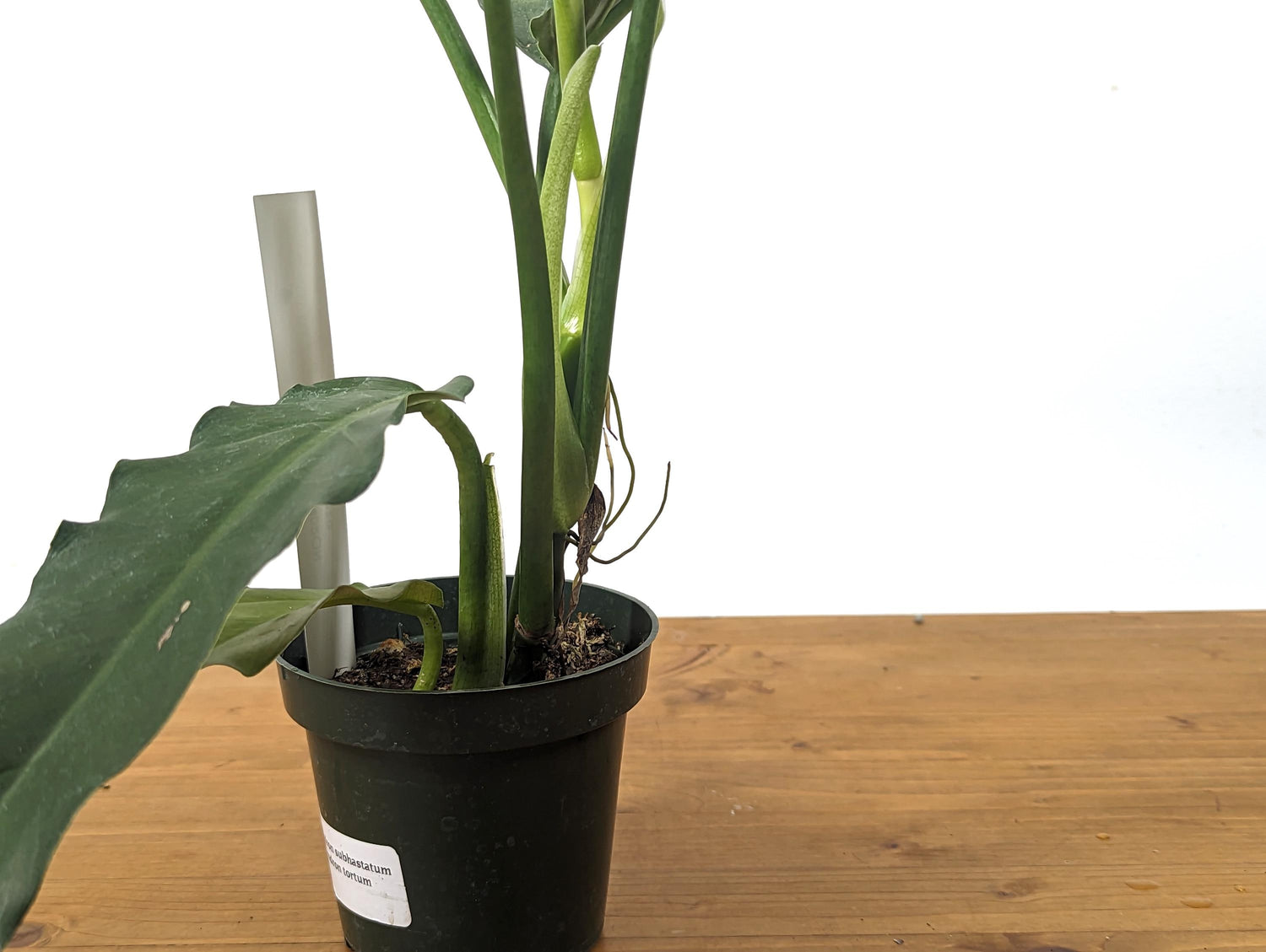 Philodendron Subhastatum x Tortum &