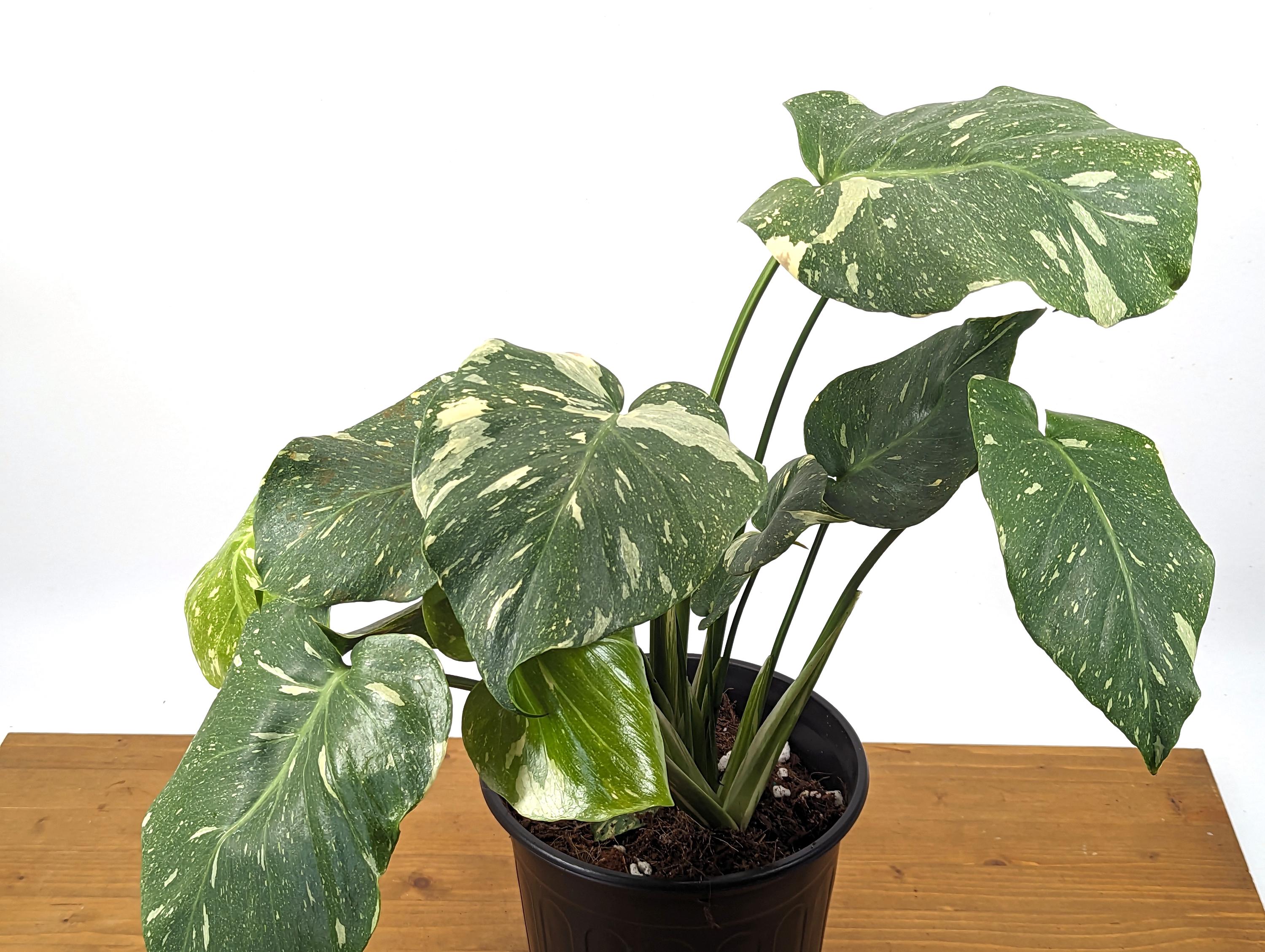 Monstera Thai Constellation - 2 Plants Per Pot - 8 inch pot 2 Gallons