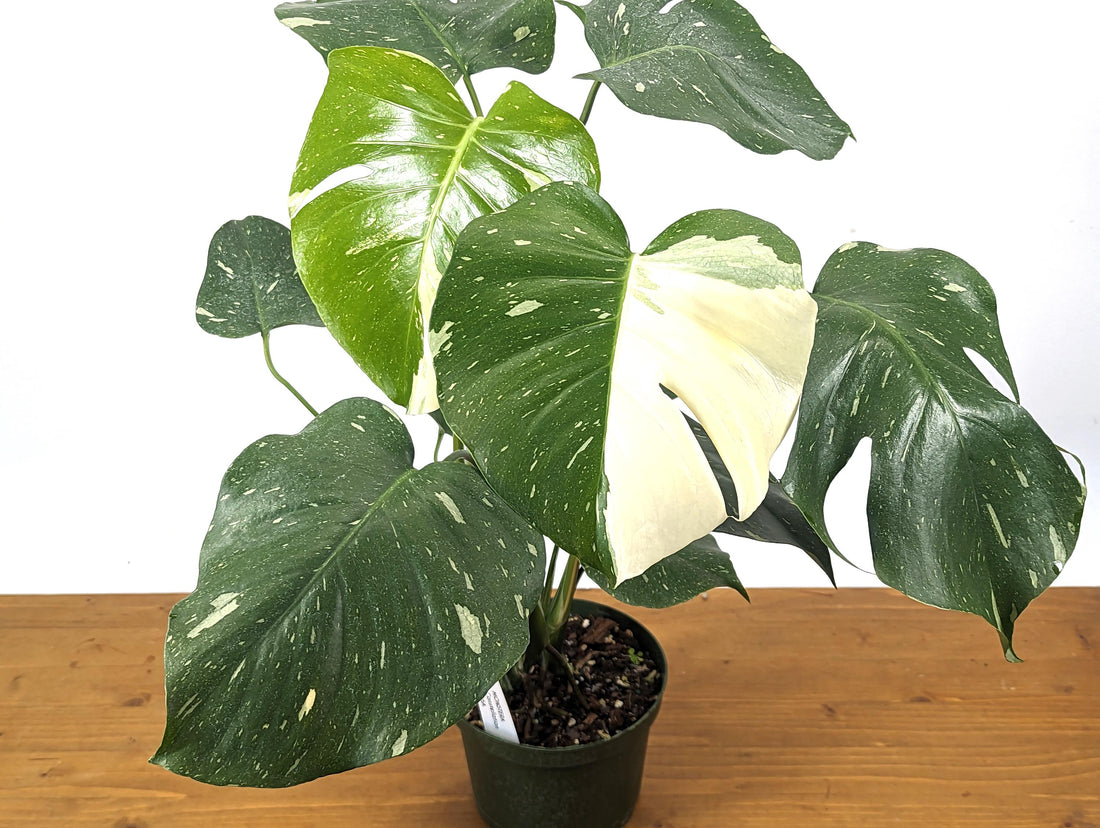 Exact Half Moon Monstera Thai Constellation Plant 8 inch pot