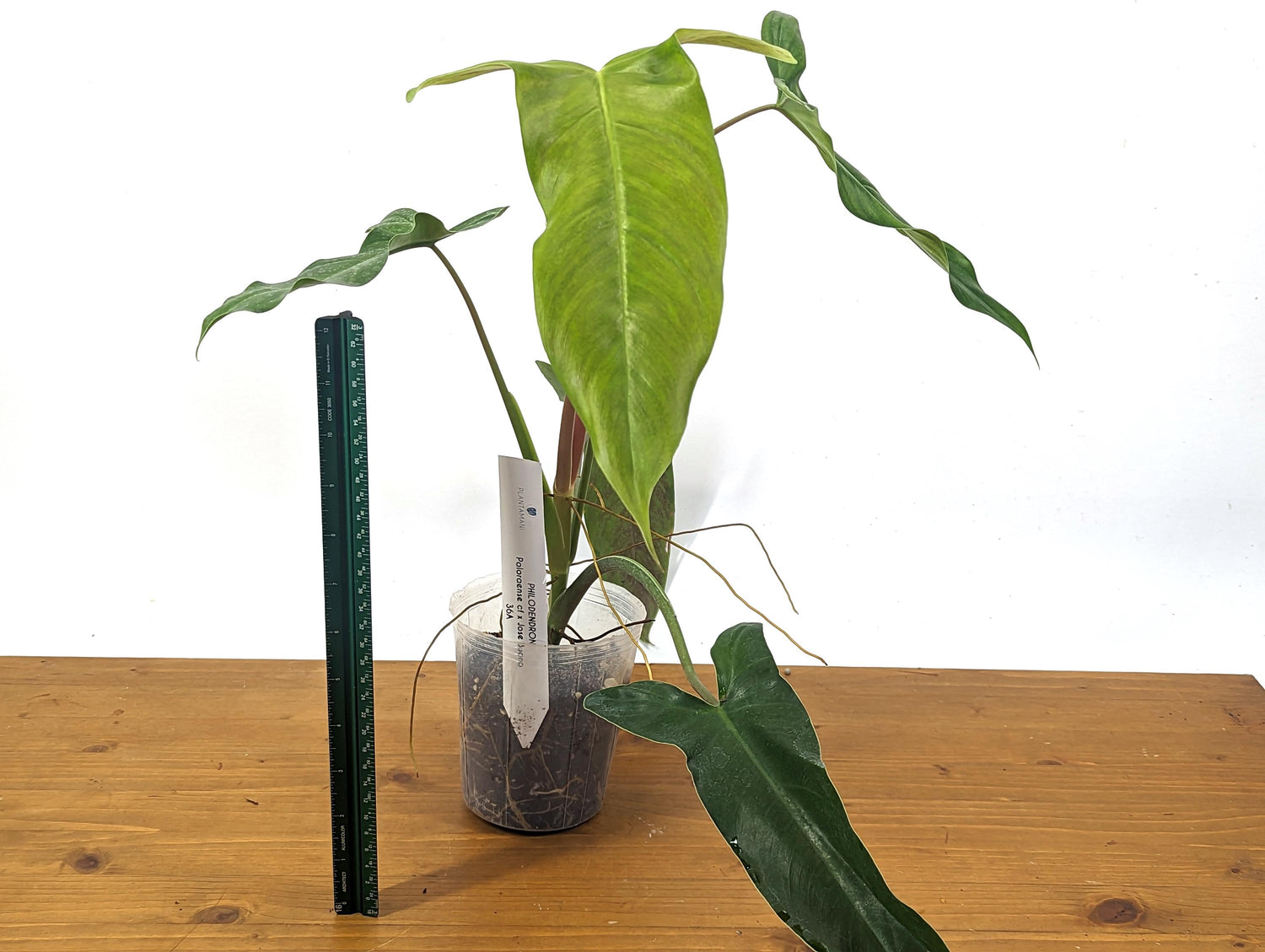 Philodendron Paloraense cf x Jose Buono Hybrid Plant In 4 Inch Pot