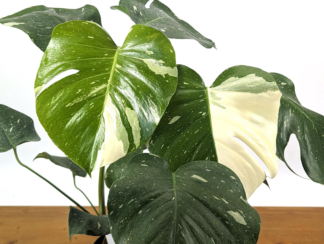 Exact Half Moon Monstera Thai Constellation Plant 8 inch pot