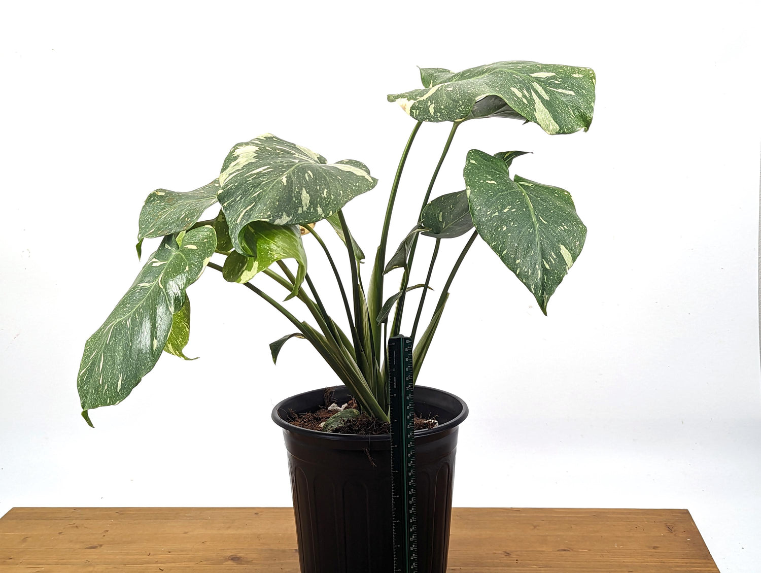 Monstera Thai Constellation - 2 Plants Per Pot - 8 inch pot 2 Gallons