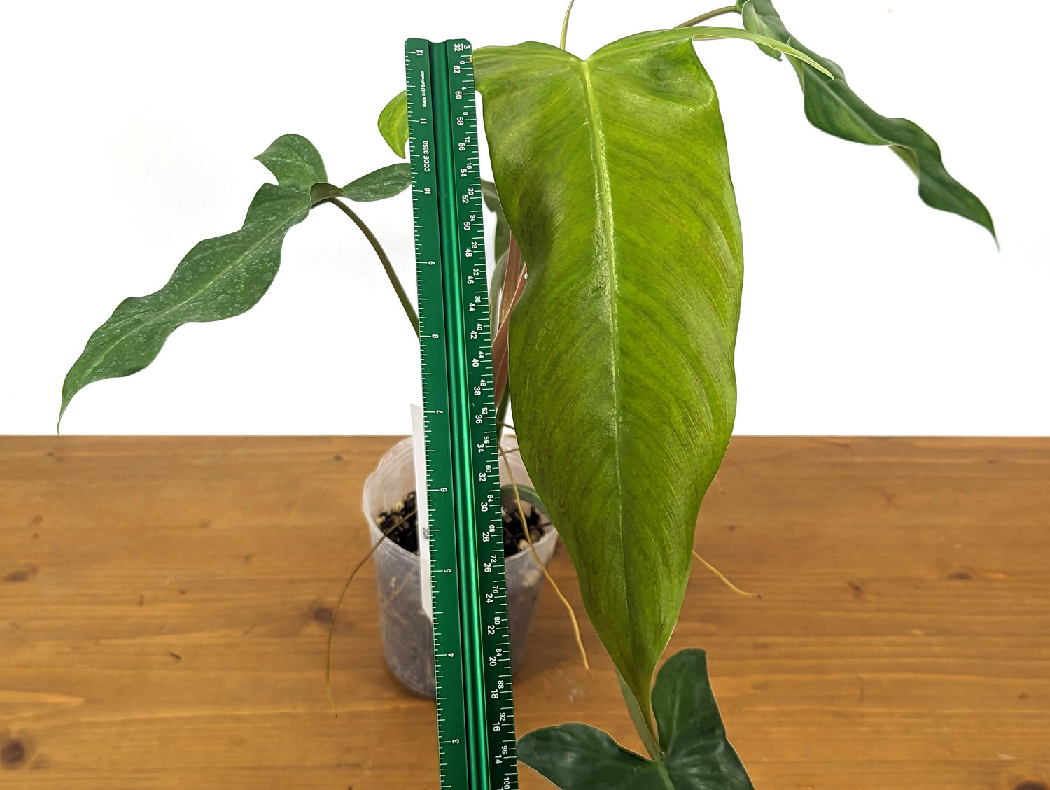 Philodendron Paloraense cf x Jose Buono Hybrid Plant In 4 Inch Pot