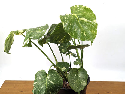 Monstera Thai Constellation - 2 Plants Per Pot - 8 inch pot 2 Gallons