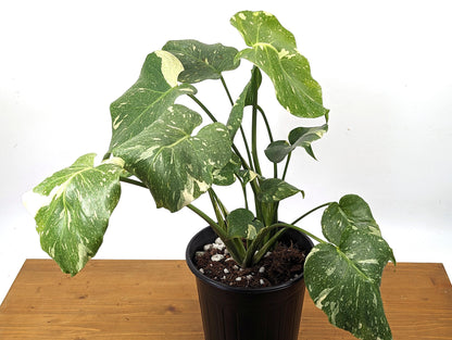 Monstera Thai Constellation - 2 Plants Per Pot - 8 inch pot 2 Gallons