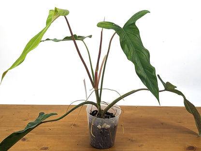 Philodendron Paloraense cf x Jose Buono Hybrid Plant In 4 Inch Pot