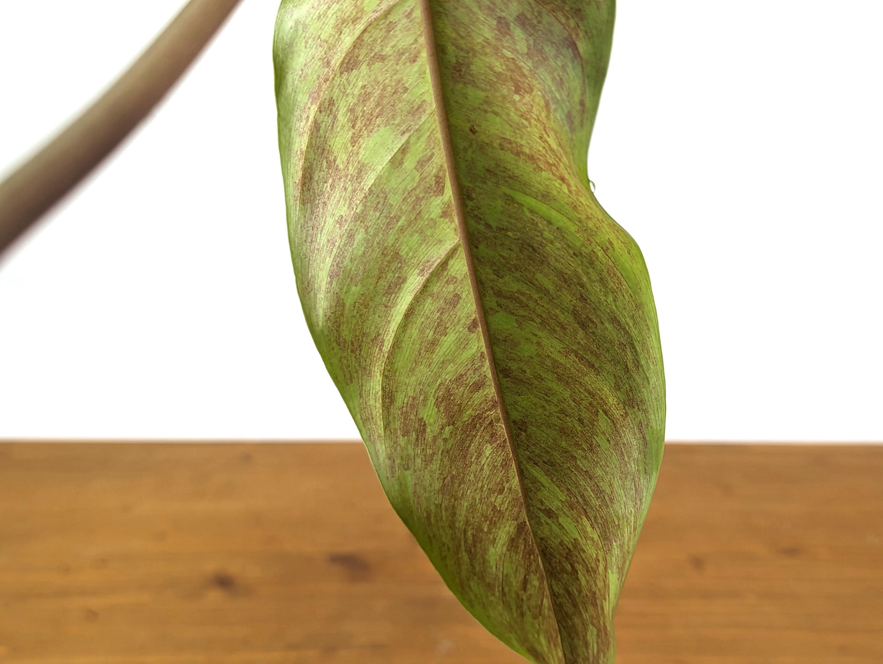 Philodendron Paloraense cf x Jose Buono Hybrid Plant In 4 Inch Pot