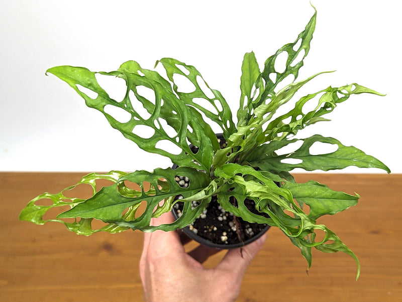 Monstera Obliqua Peru