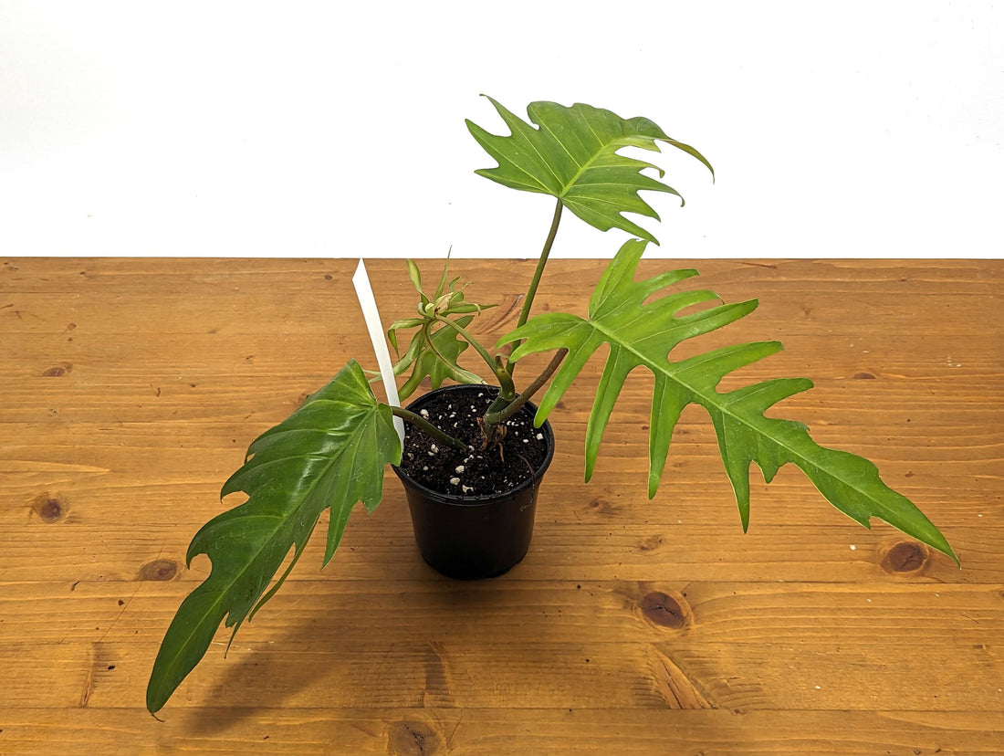 Exact Philodendron Florida Beauty x Tortum - One of a Kind - Plant ID 