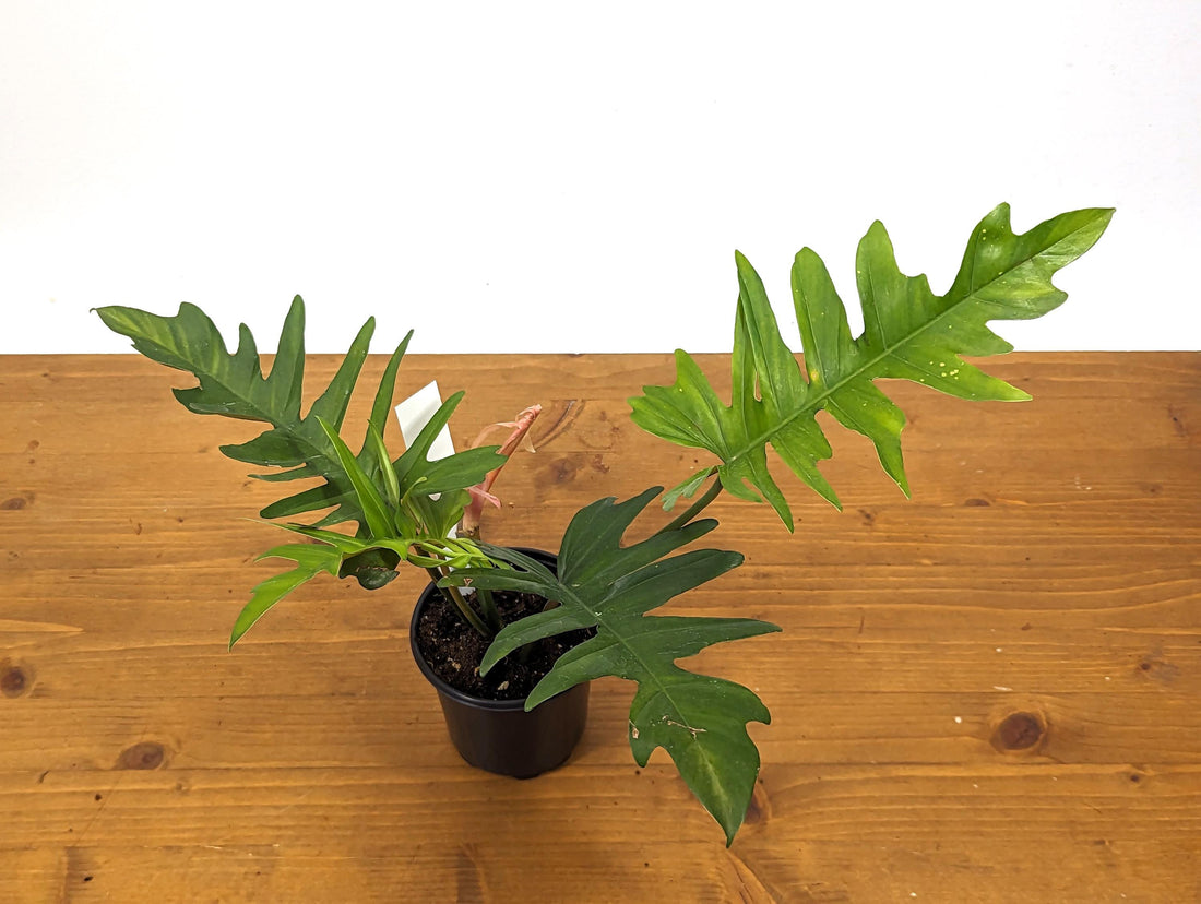 Florida Beauty x Tortum Philodendron Narrow- Exact One of a Kind Plant ID 