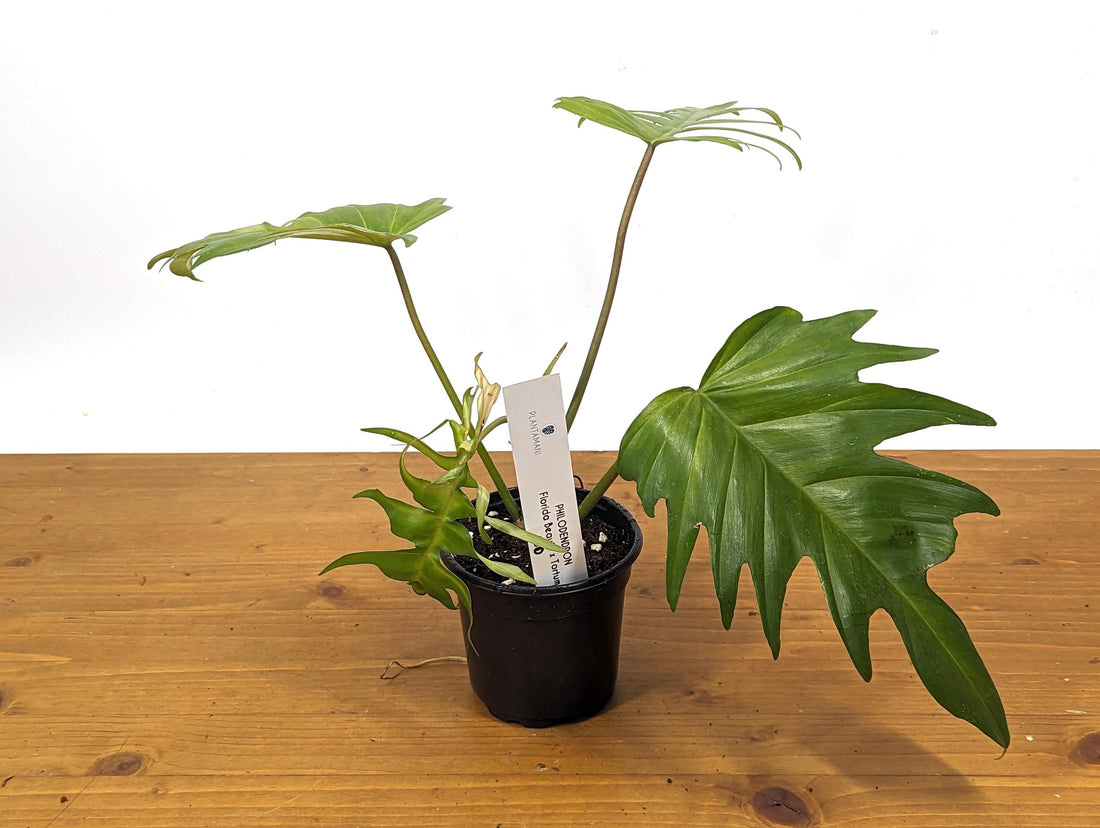 Exact Philodendron Florida Beauty x Tortum - One of a Kind - Plant ID 