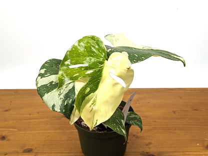 Monstera Thai Constellation SUPER HIGH Color 6 Inch 1 Gallon Pot - 