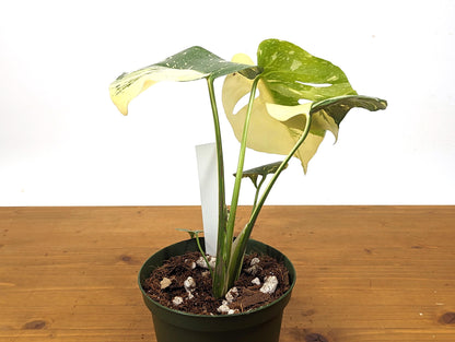 Monstera Thai Constellation SUPER HIGH Color 6 Inch 1 Gallon Pot - 