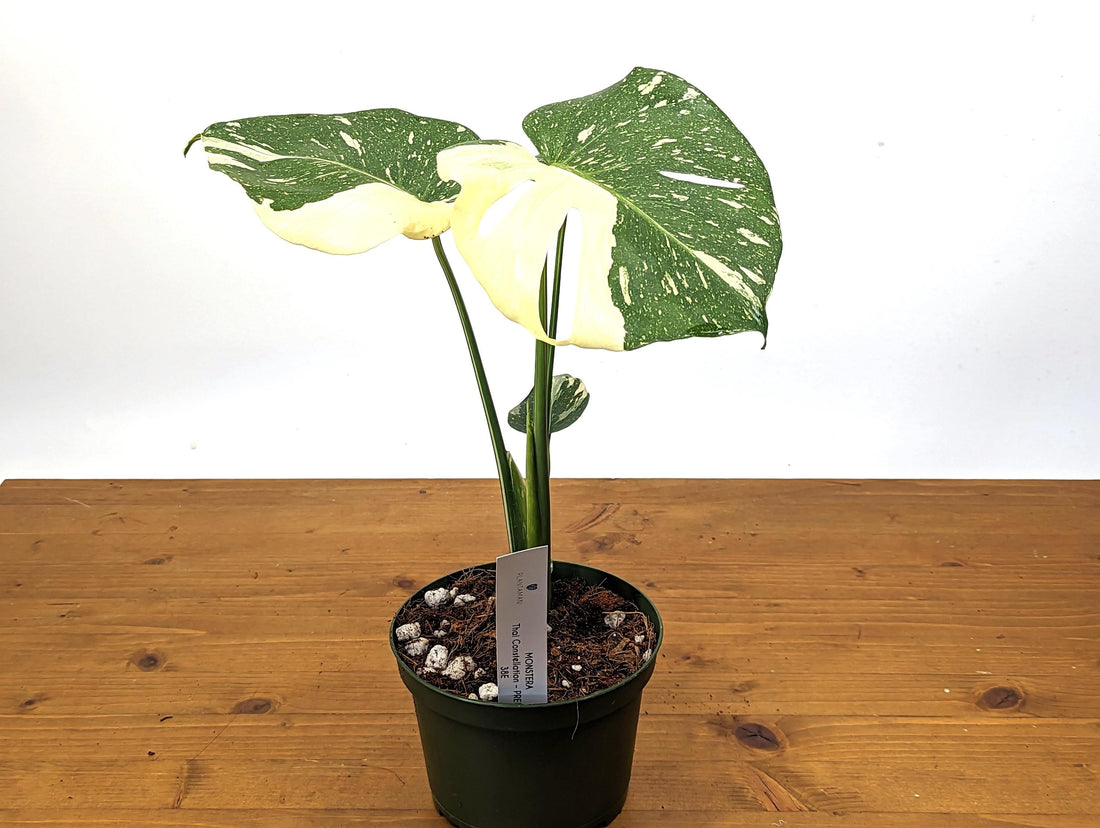 Monstera Thai Constellation High Color 6 Inch 1 Gallon Pot - Exact 