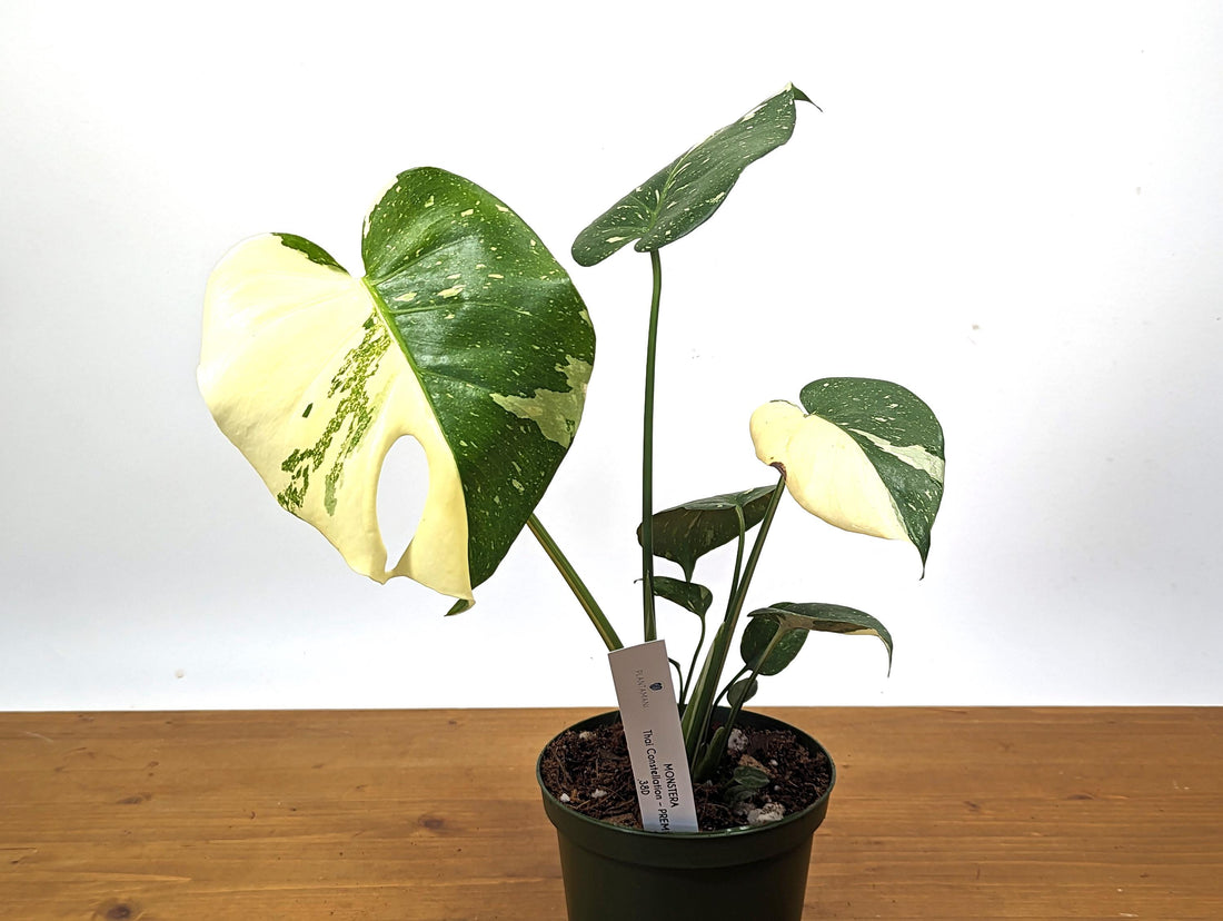 Half Moon Monstera Thai Constellation 6 Inch 1 Gallon Pot - 