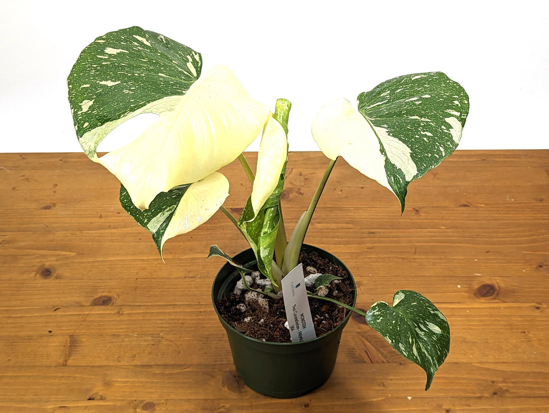 Half Moons Monstera Thai Constellation 6 Inch 1 Gallon Pot - 