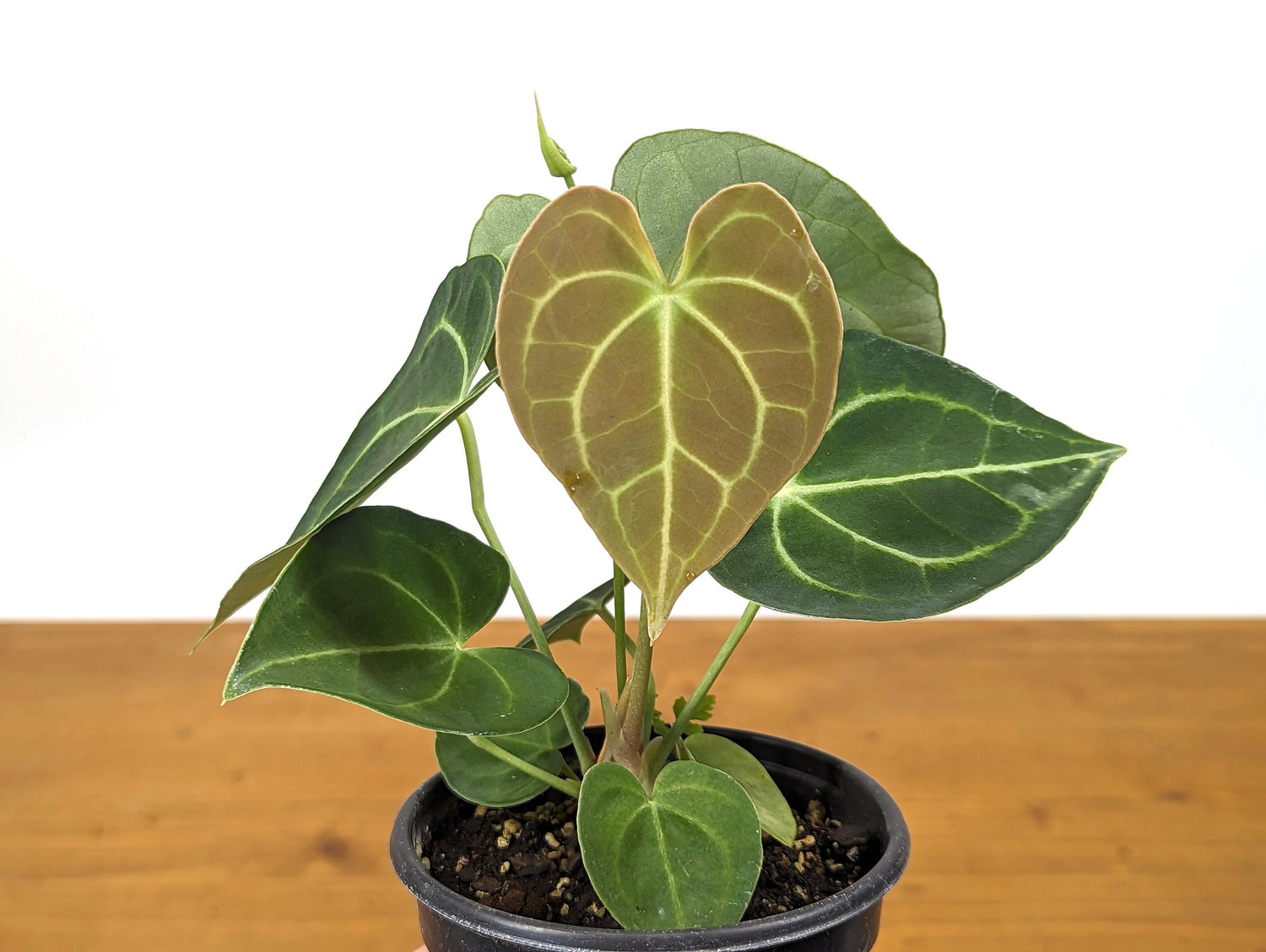 Anthurium Clarinervium 4 Inch