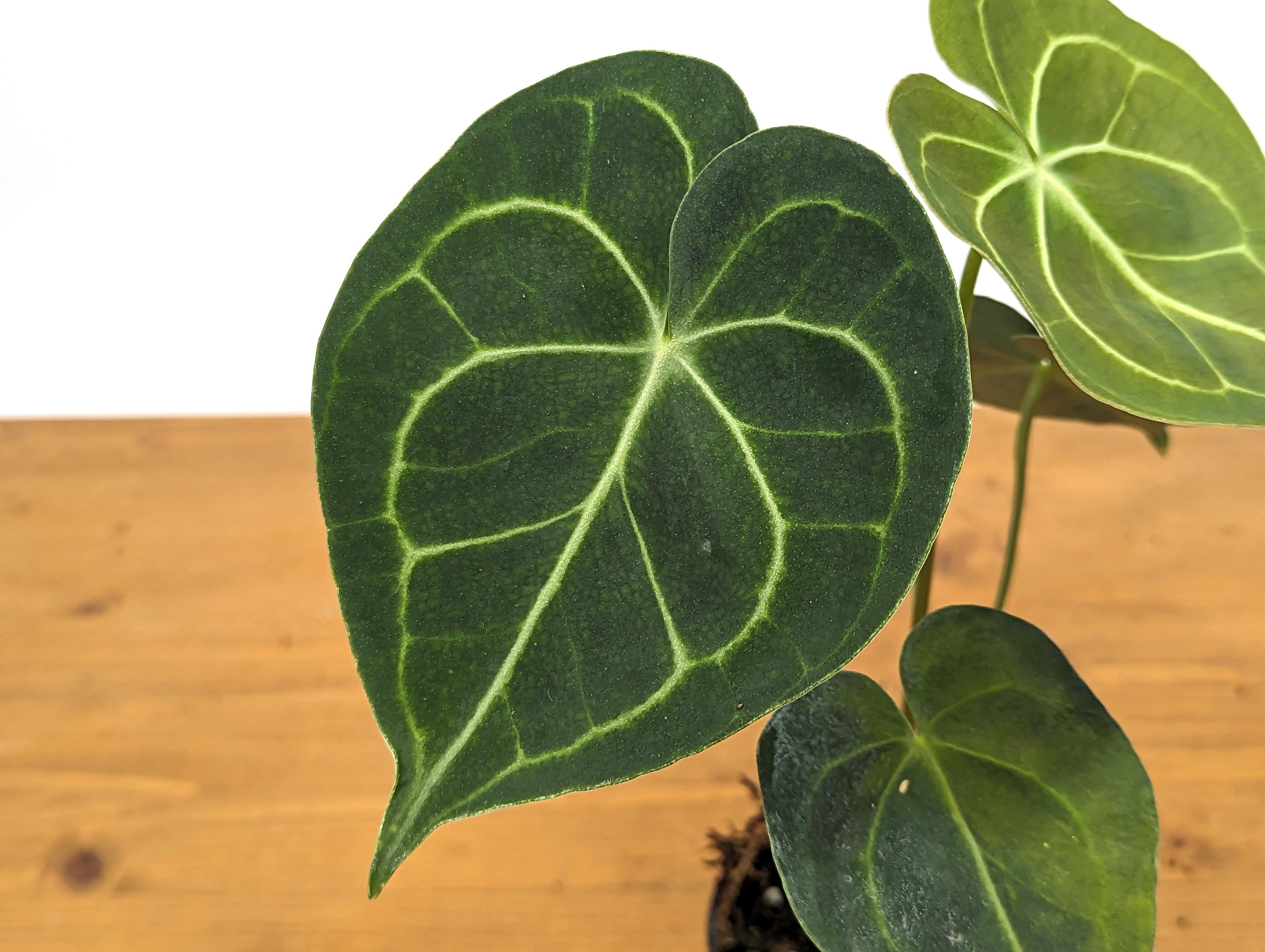 Anthurium Clarinervium 4 Inch