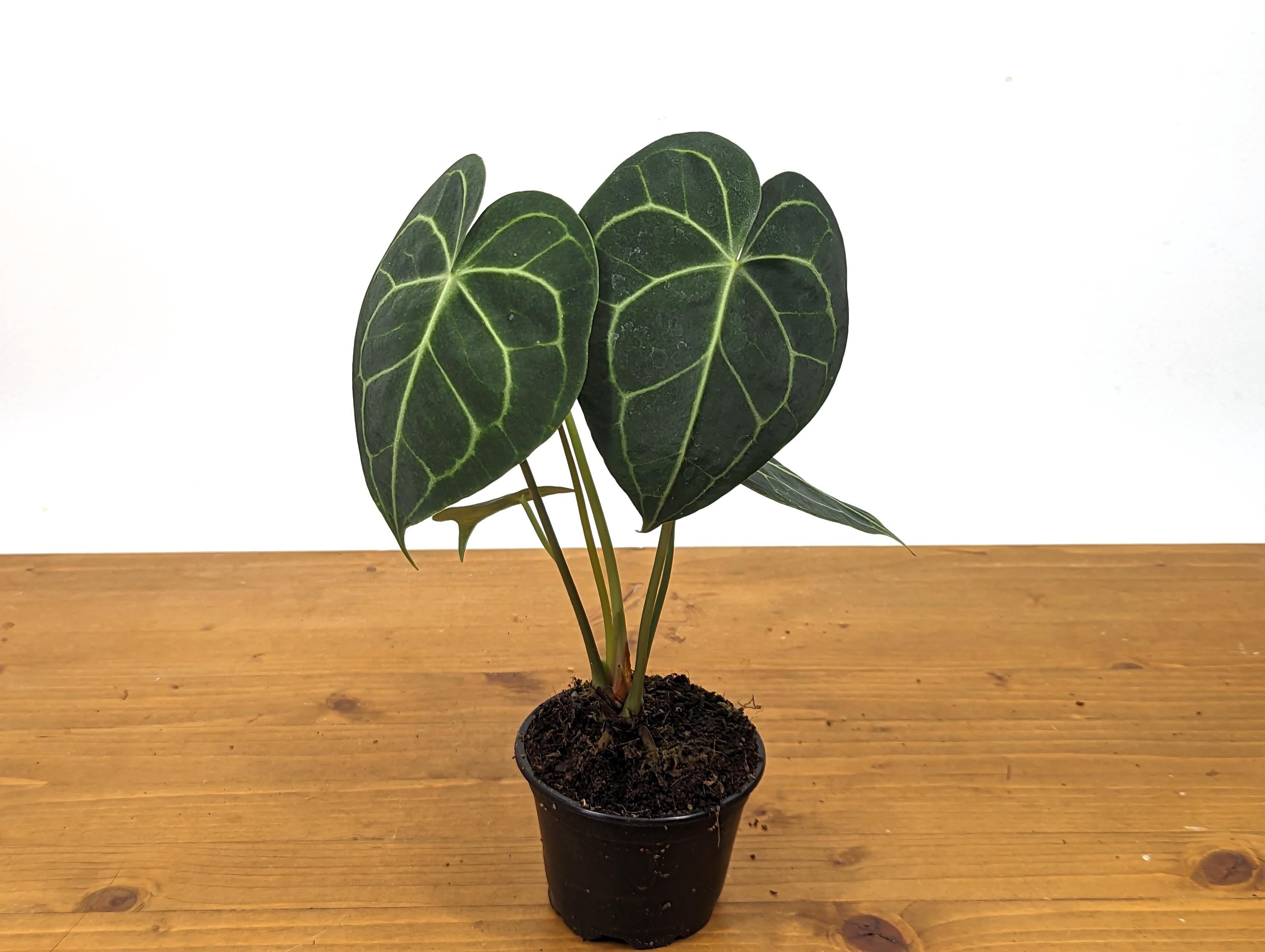 Anthurium Clarinervium 4 Inch