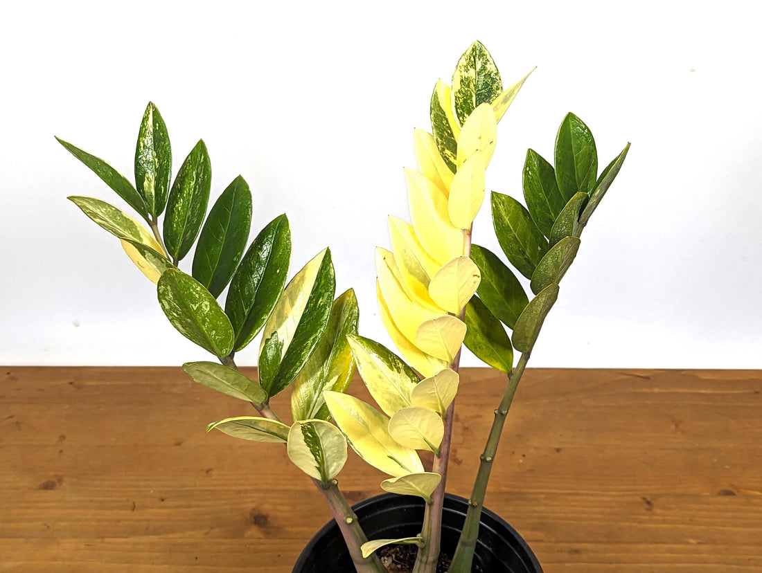 HUGE XL Variegated ZZ Plant Zamioculcas zamiifolia  Multiple Growth Points - 1 Gallon pot 