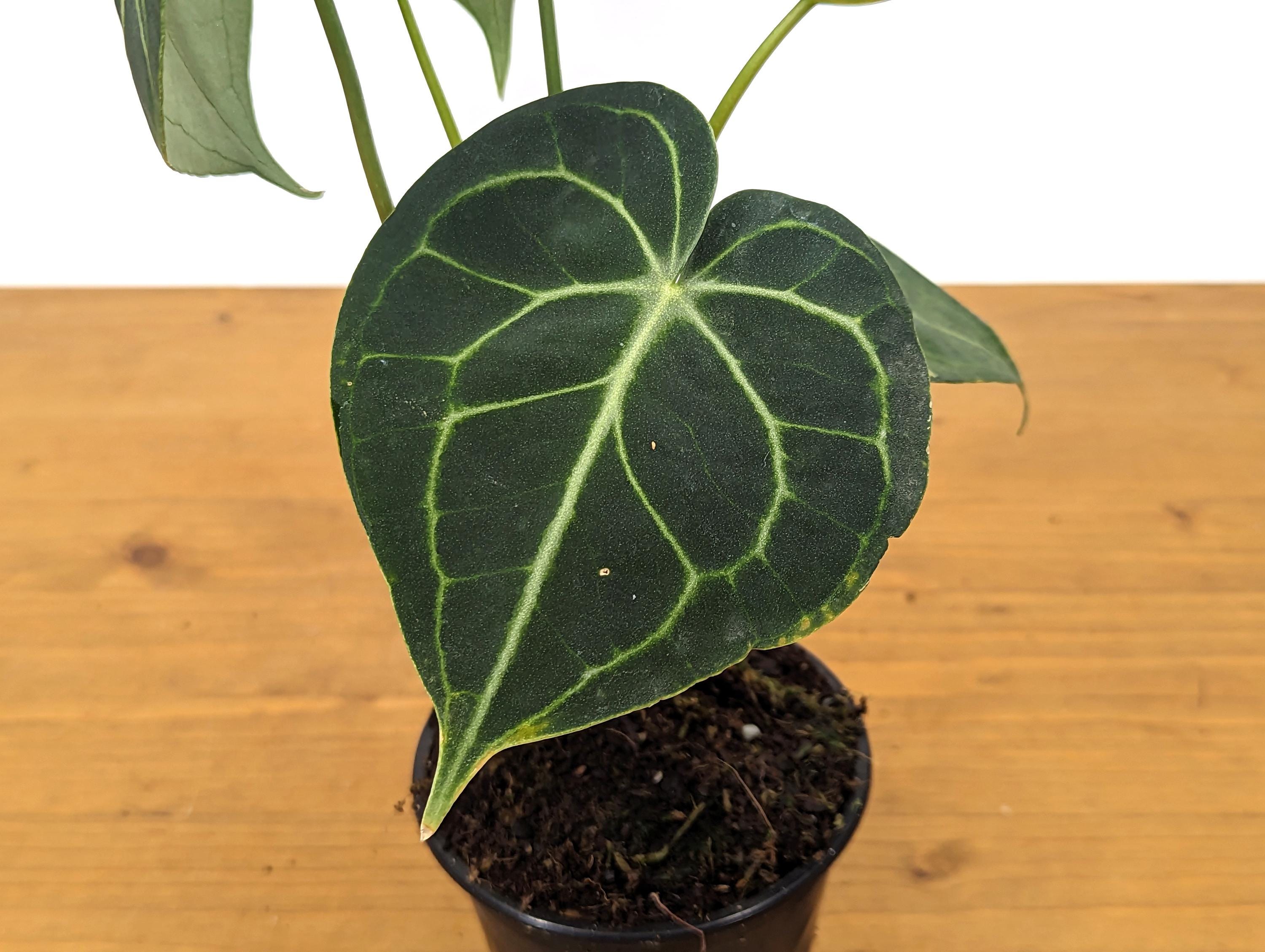 Anthurium Clarinervium 4 Inch