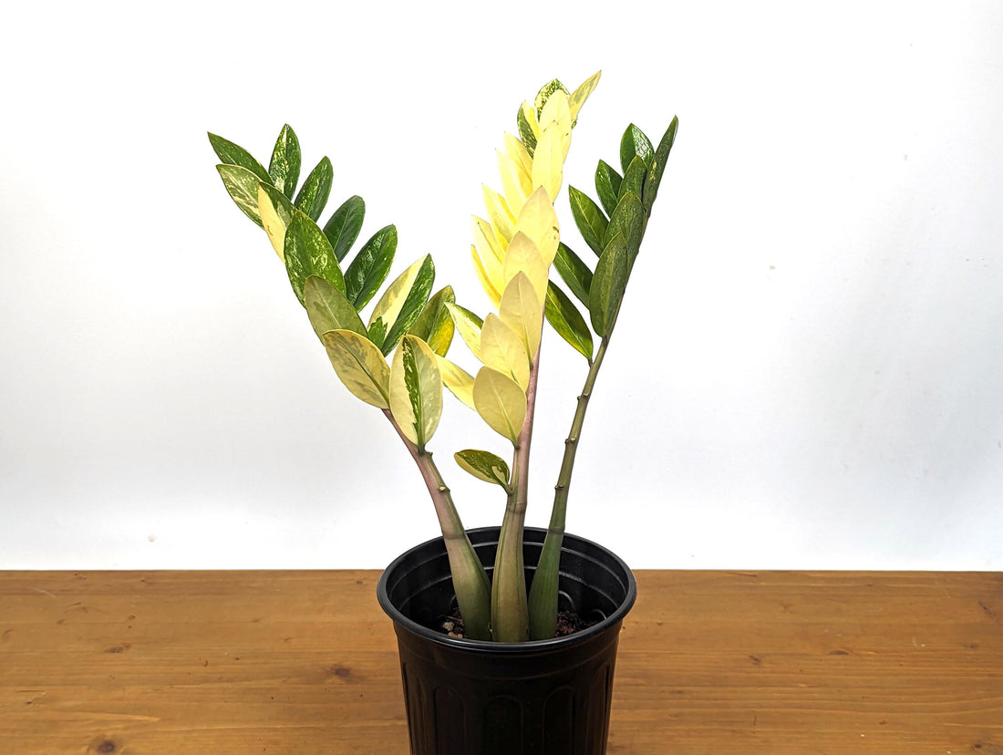 HUGE XL Variegated ZZ Plant Zamioculcas zamiifolia  Multiple Growth Points - 1 Gallon pot 