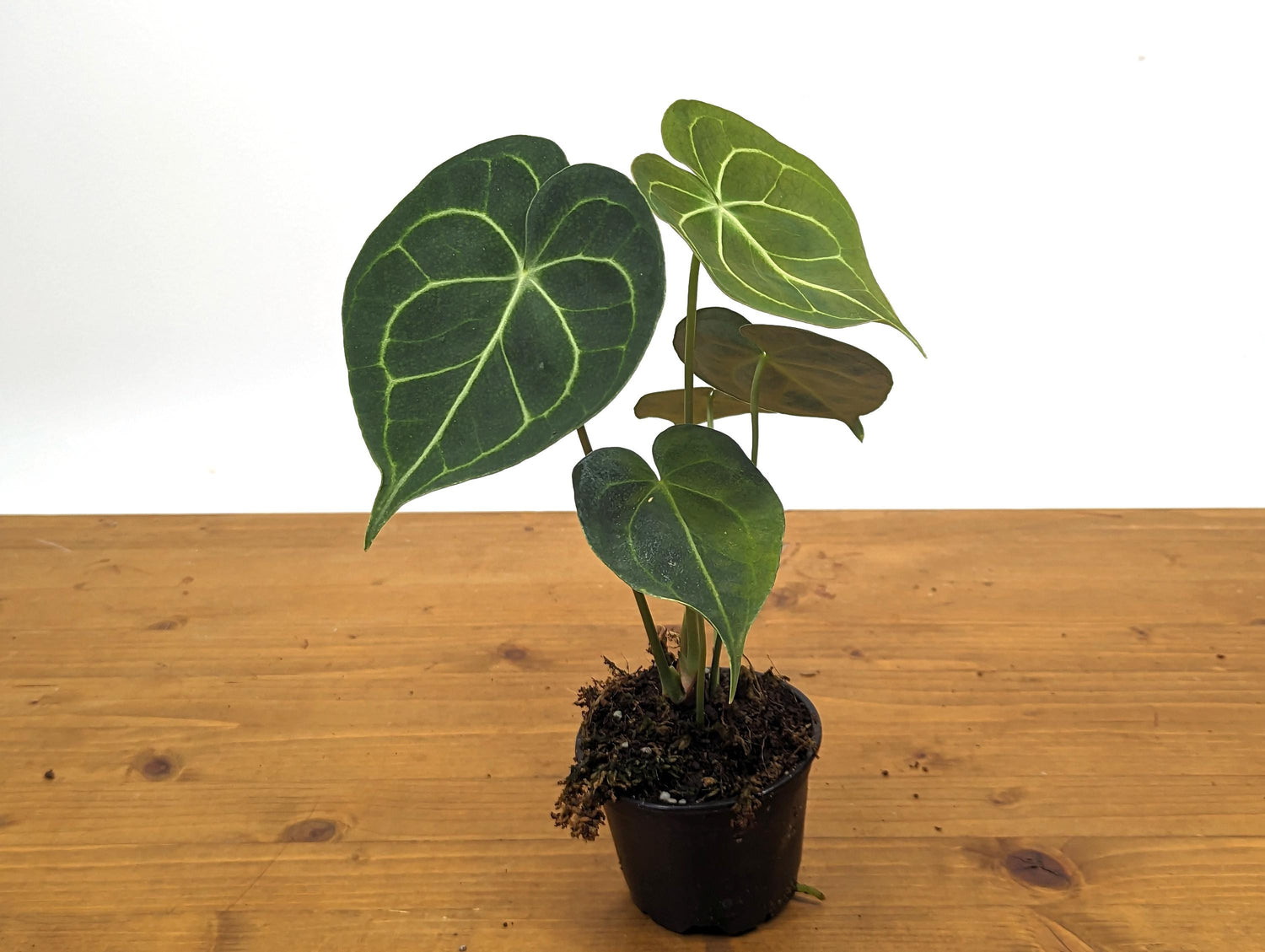 Anthurium Clarinervium 4 Inch