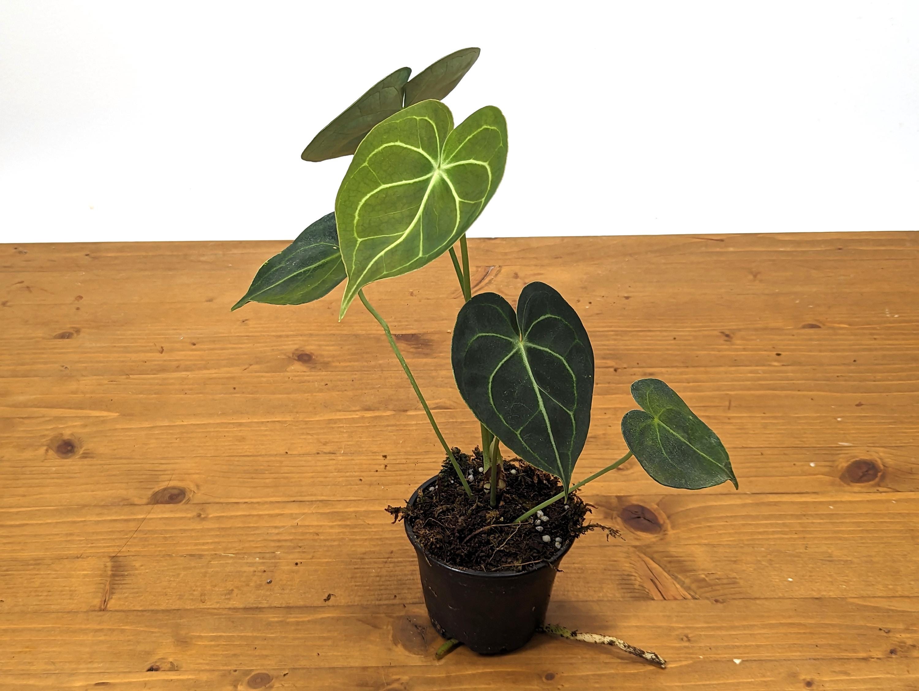 Anthurium Clarinervium 4 Inch