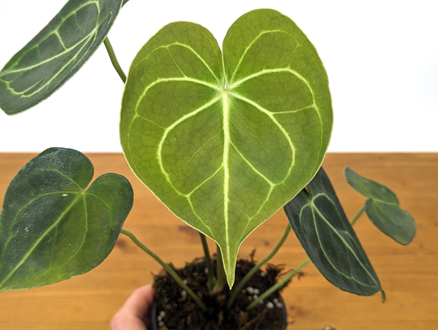 Anthurium Clarinervium 4 Inch