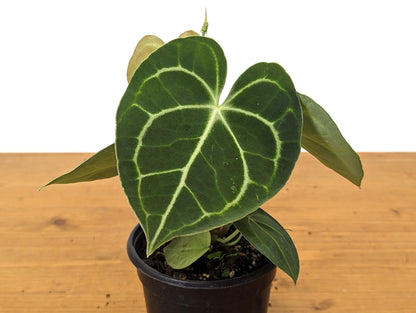 Anthurium Clarinervium 4 Inch