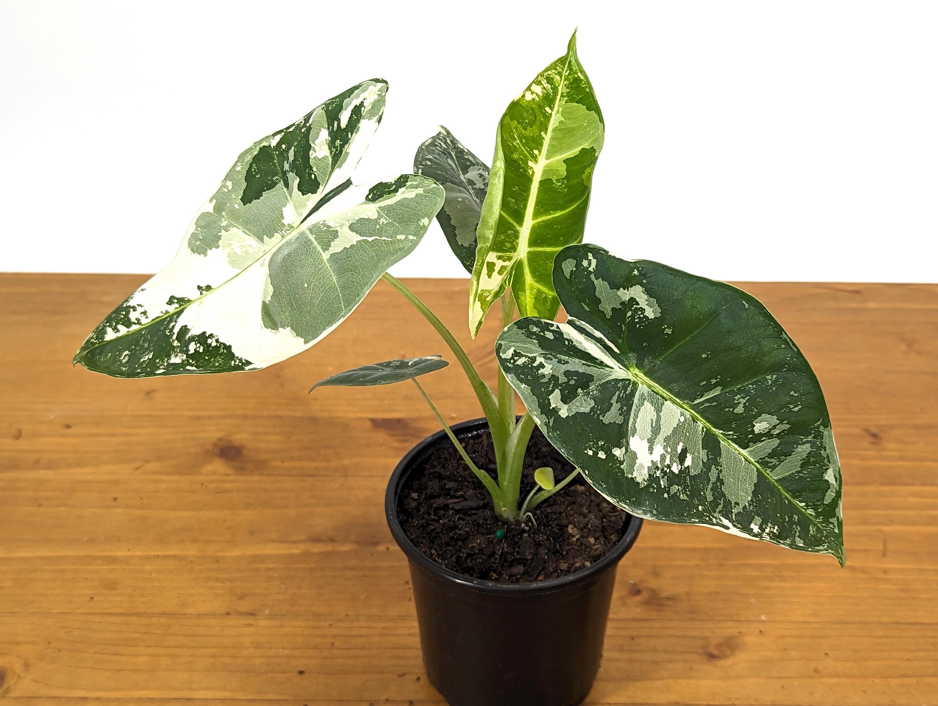 Alocasia Frydek Variegated