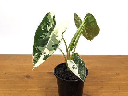 Alocasia Frydek Variegated