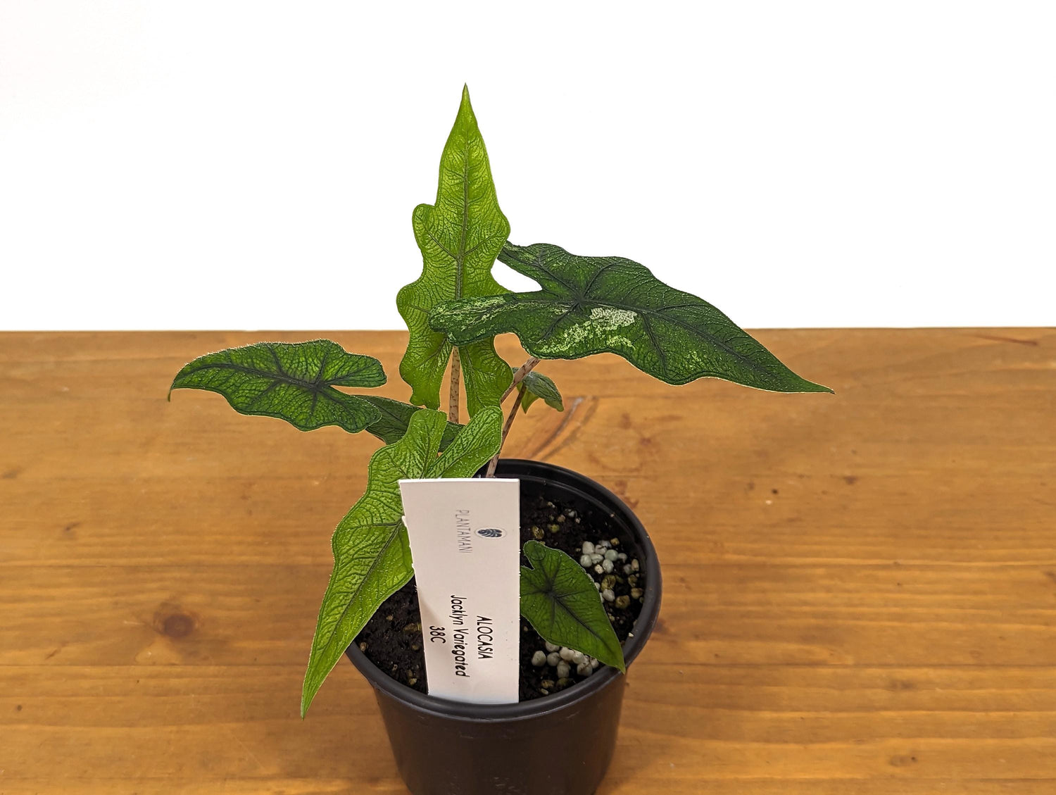 Sport Variegated Alocasia Jacklyn 4 inch pot Live Houseplant Exact Plant 